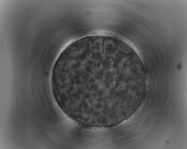 X0000100201091200806061316