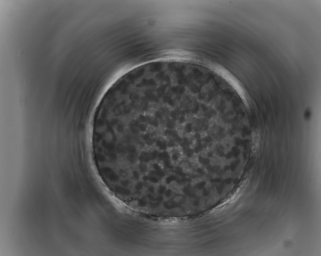 X0000100201099200806061316