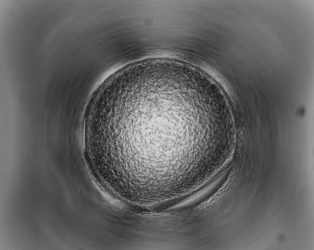 X0000100201127200806061316