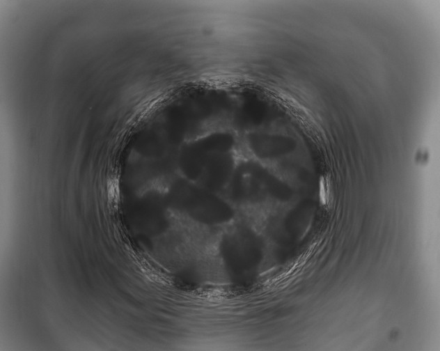 X0000100201155200806061315