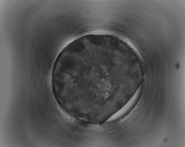 X0000100201229200806061314