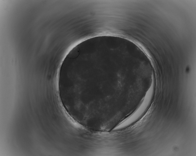 X0000100201246200806061315