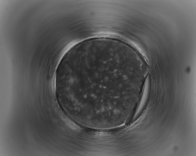 X0000100201275200806061313