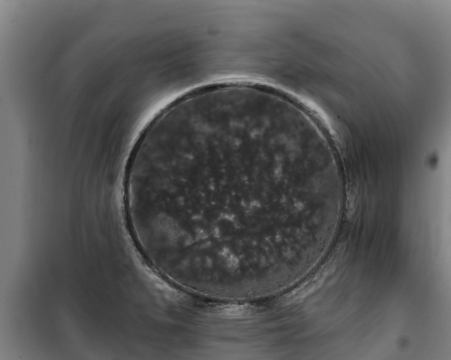 X0000100201279200806061313