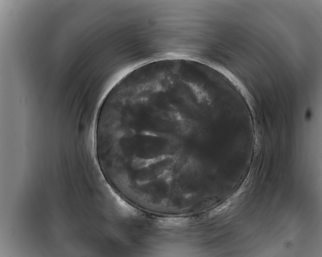 X0000100201294200806061313