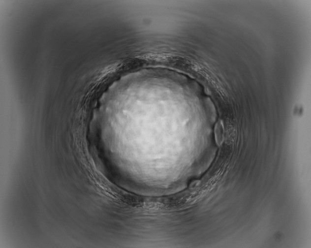 X0000100201297200806061312