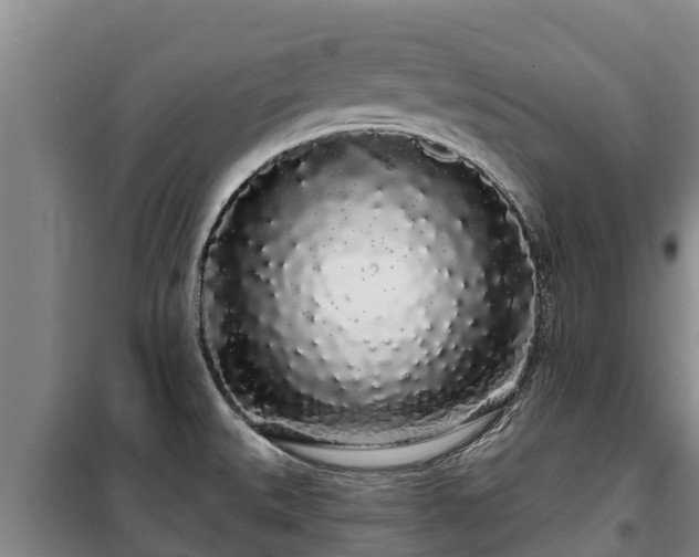 X0000100201527200806061310