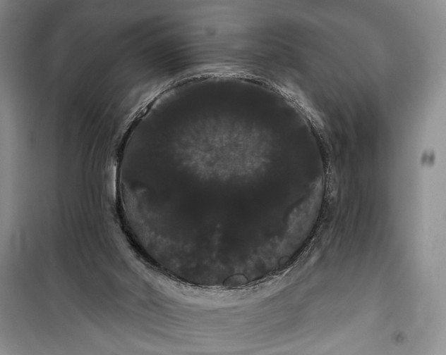 X0000100200014200806131240