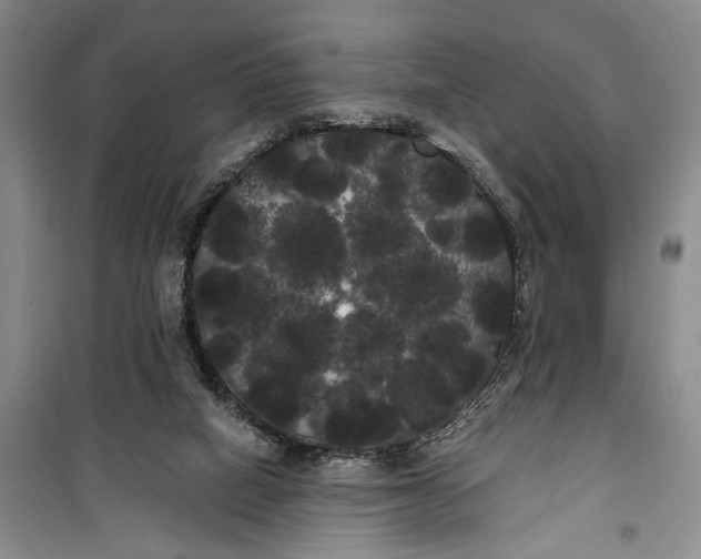 X0000100200066200806131239