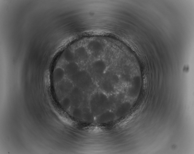 X0000100200254200806131236