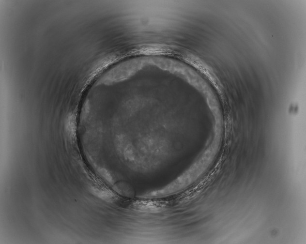 X0000100200297200806131236