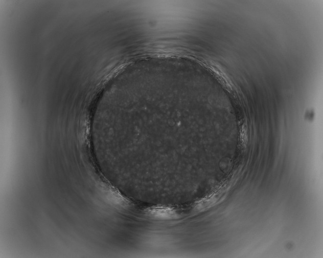 X0000100200322200806131236