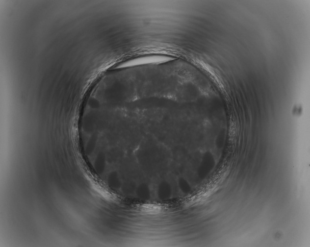 X0000100200394200806131234