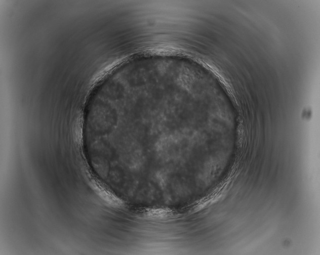 X0000100200446200806131233