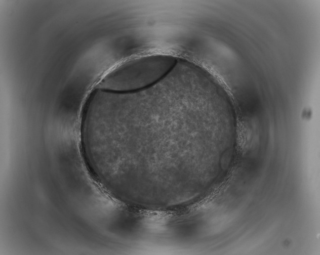 X0000100200486200806131233