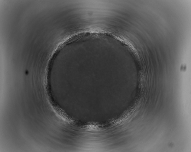 X0000100200496200806131233