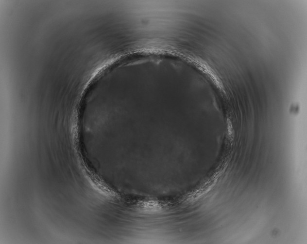 X0000100200588200806131232