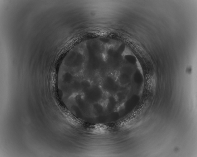 X0000100200612200806131231