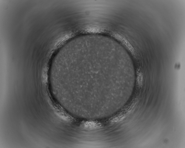 X0000100200635200806131230