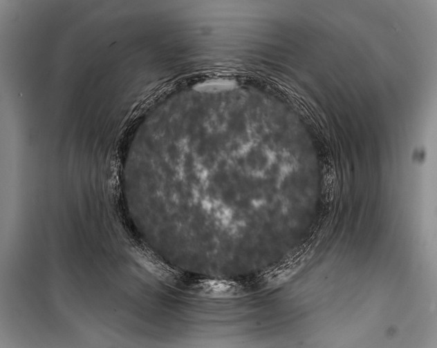 X0000100200654200806131231