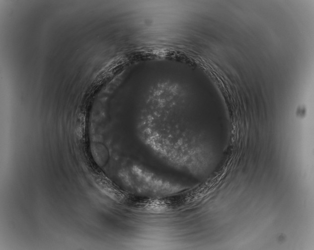 X0000100200656200806131231