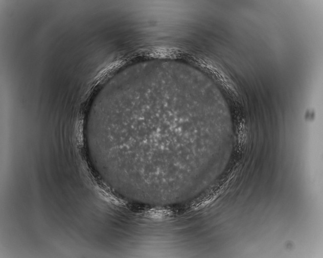 X0000100200696200806131230