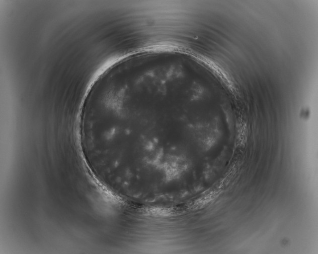 X0000100201086200806131224