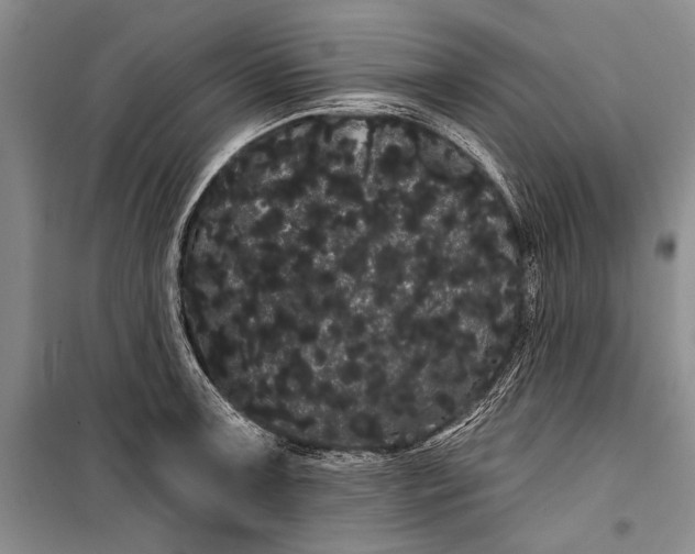 X0000100201091200806131224