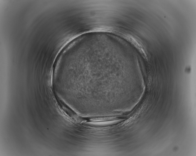 X0000100201276200806131221