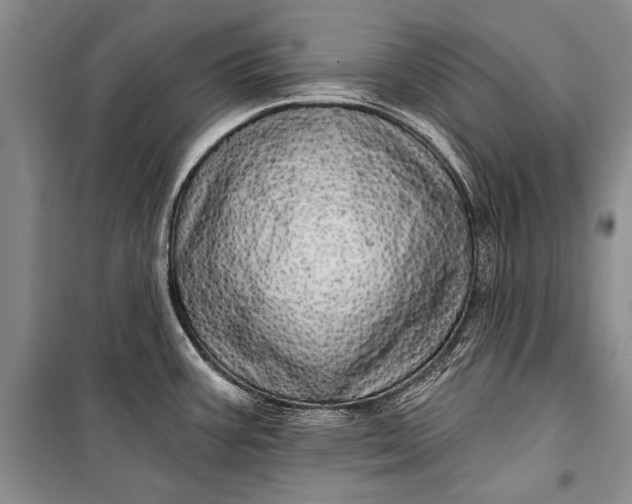 X0000100201387200806131220