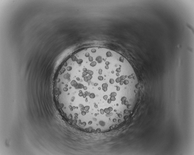 X0000100200006200806201432