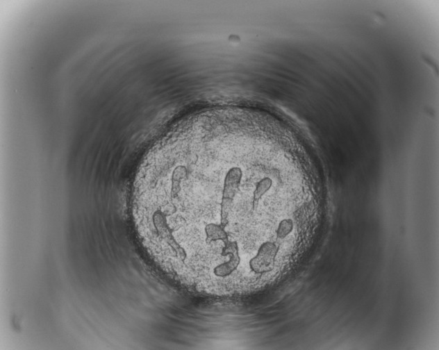 X0000100200065200806201431