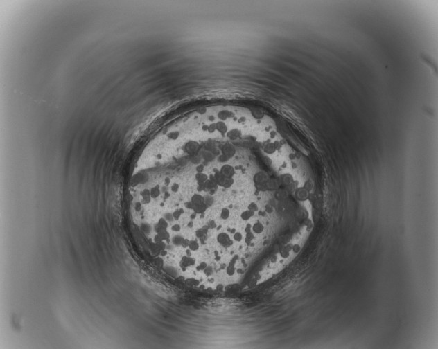 X0000100200444200806201425