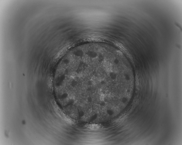 X0000100200449200806201425