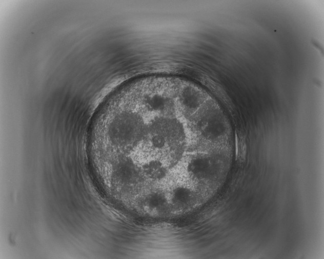 X0000100200483200806201425