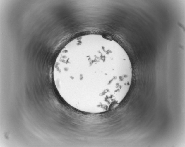 X0000100200024200806271652