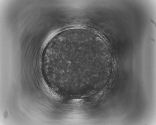 X0000100200055200806271651