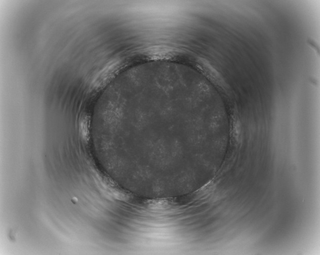 X0000100200074200806271651