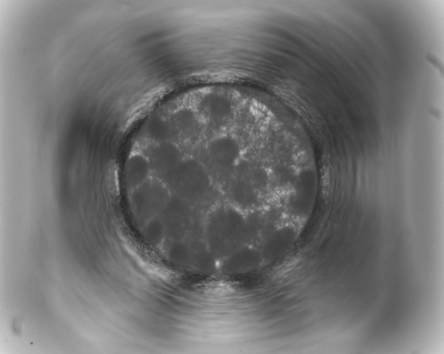 X0000100200254200806271648