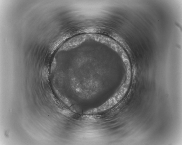 X0000100200297200806271648