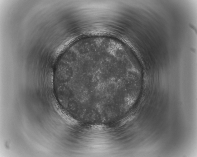 X0000100200446200806271645