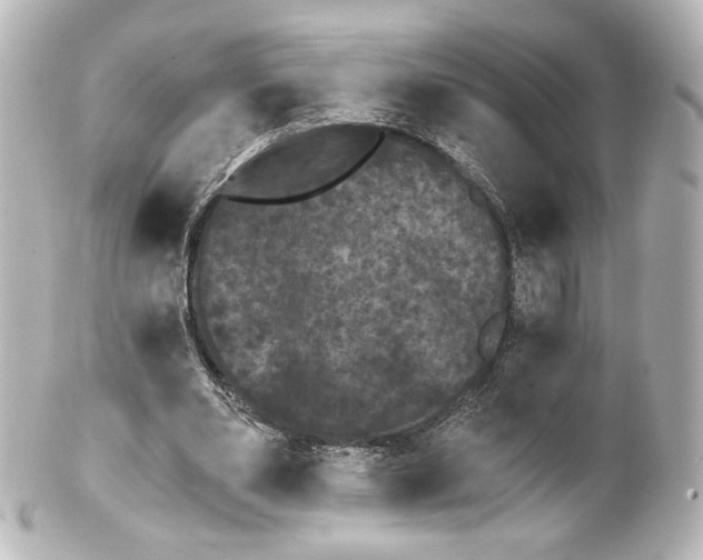 X0000100200486200806271645