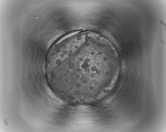 X0000100200585200806271643