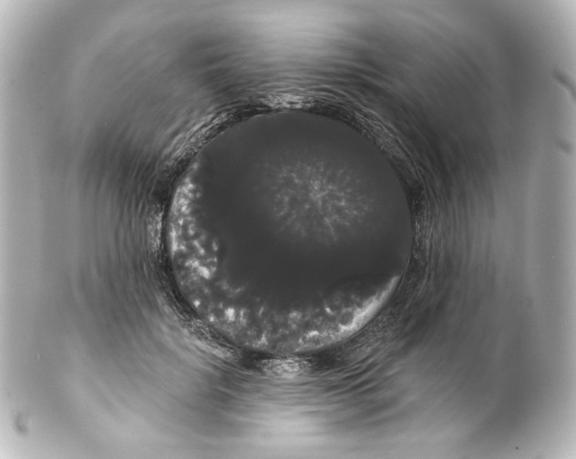 X0000100200652200806271643