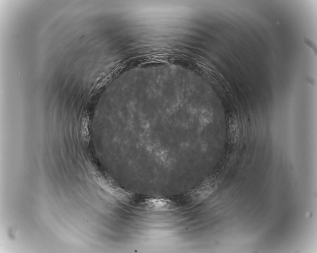 X0000100200654200806271643