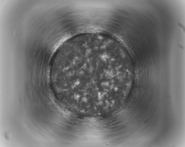 X0000100200679200806271642