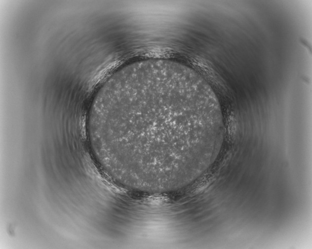 X0000100200696200806271642