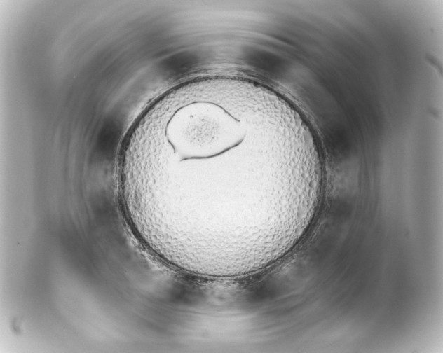 X0000100200994200806271638