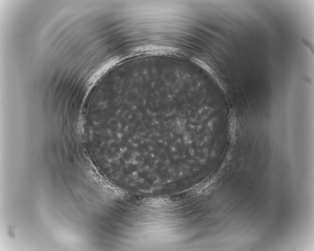 X0000100201074200806271636