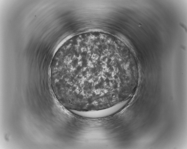 X0000100201198200806271635